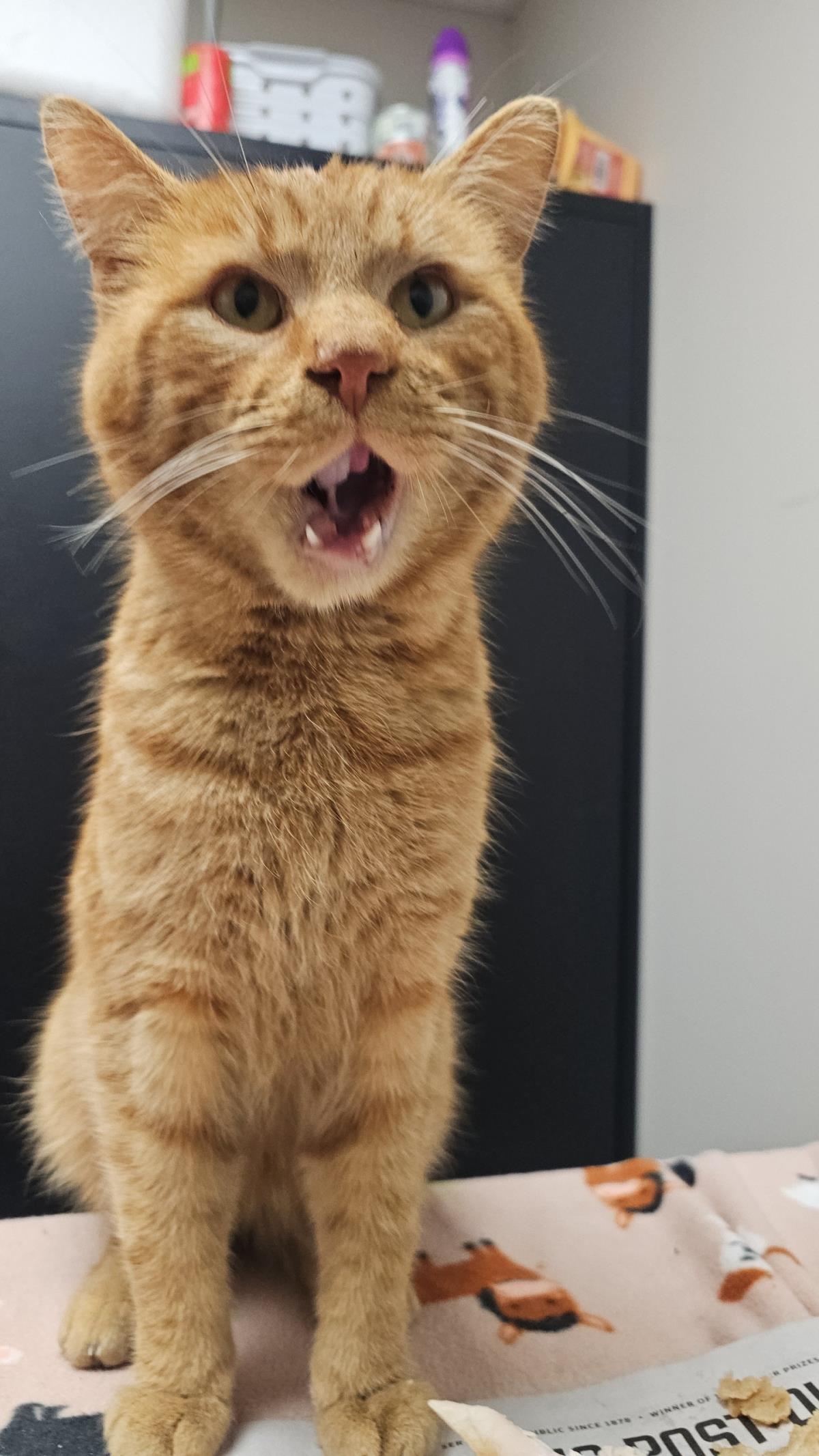 Rex #C26-13675: Male Cat