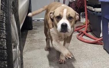 Ginger #D26-13678: Female Dog