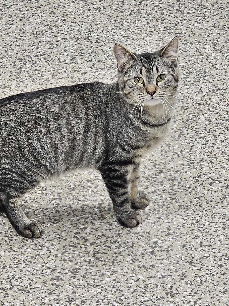 Riverman #C26-13656: Male Cat