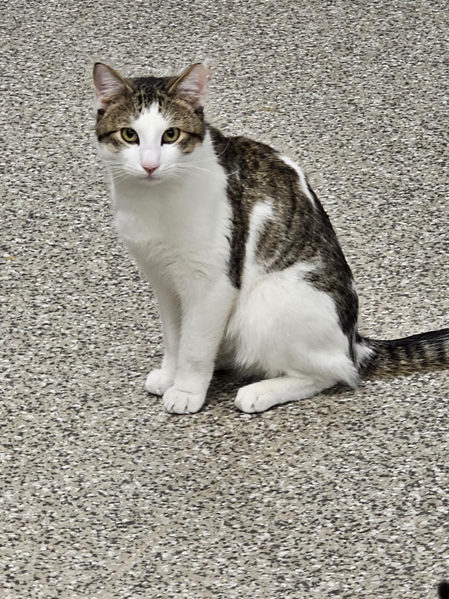 Hort #C26-13673: Male Cat