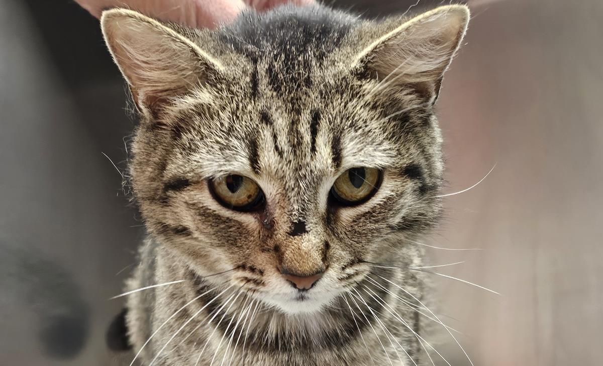 Daisy #A26-10026: Female Cat