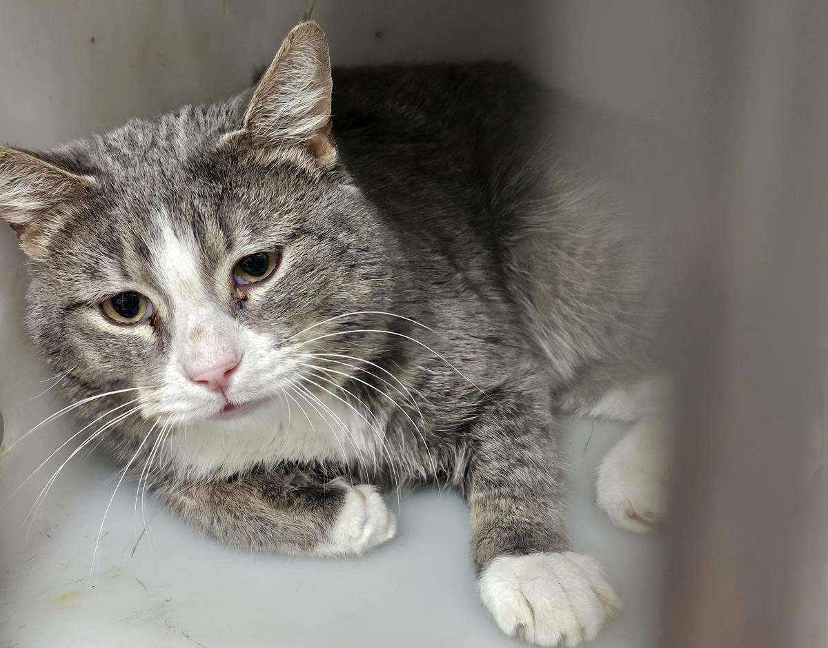 Goose #A26-10027: Cat