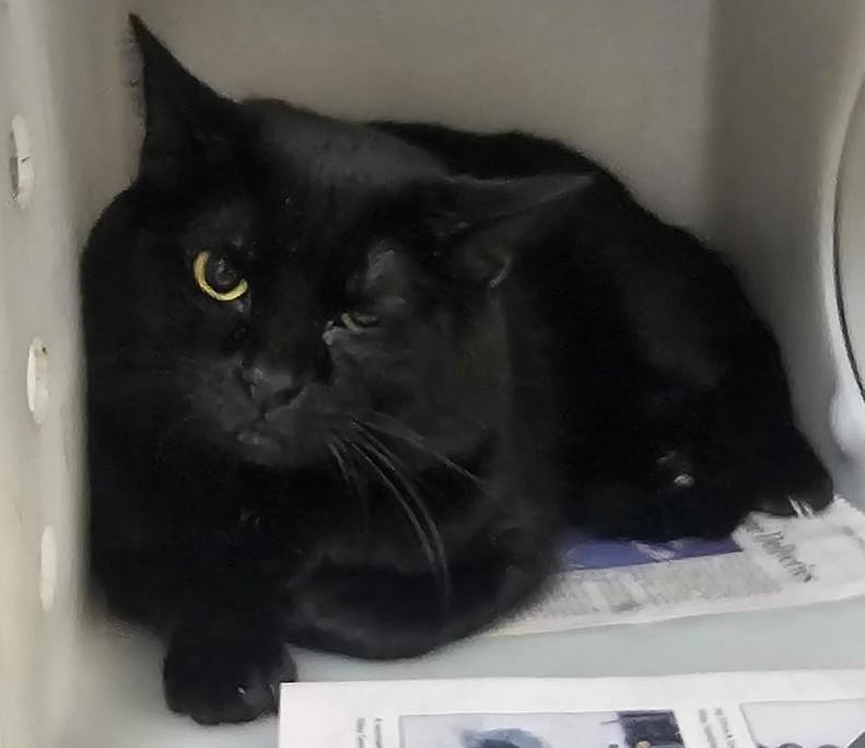 Viper #A26-10028: Cat