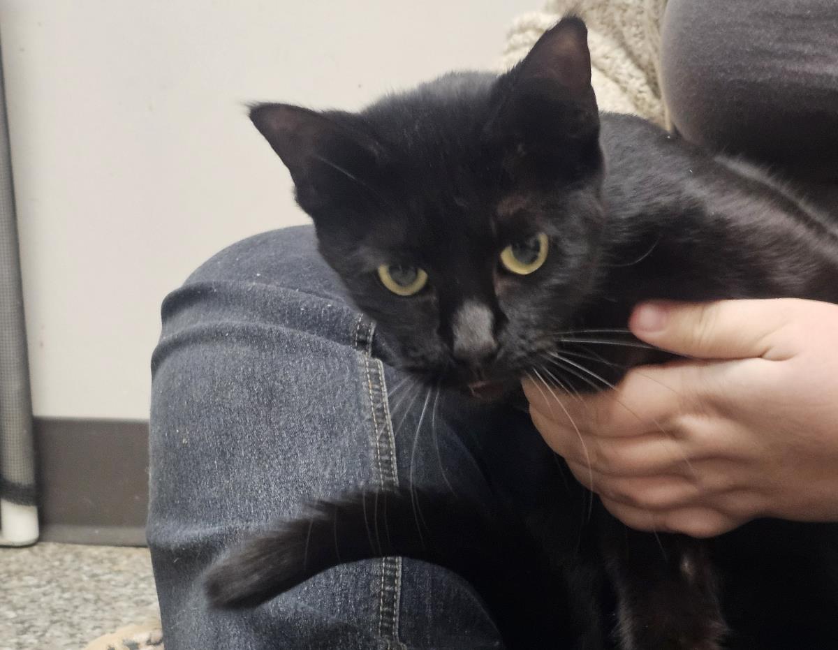 Onyx #A26-10032: Female Cat