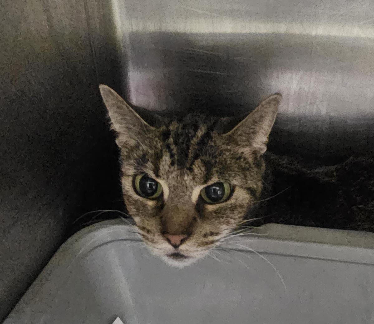 Princess  #c26-13687: Cat