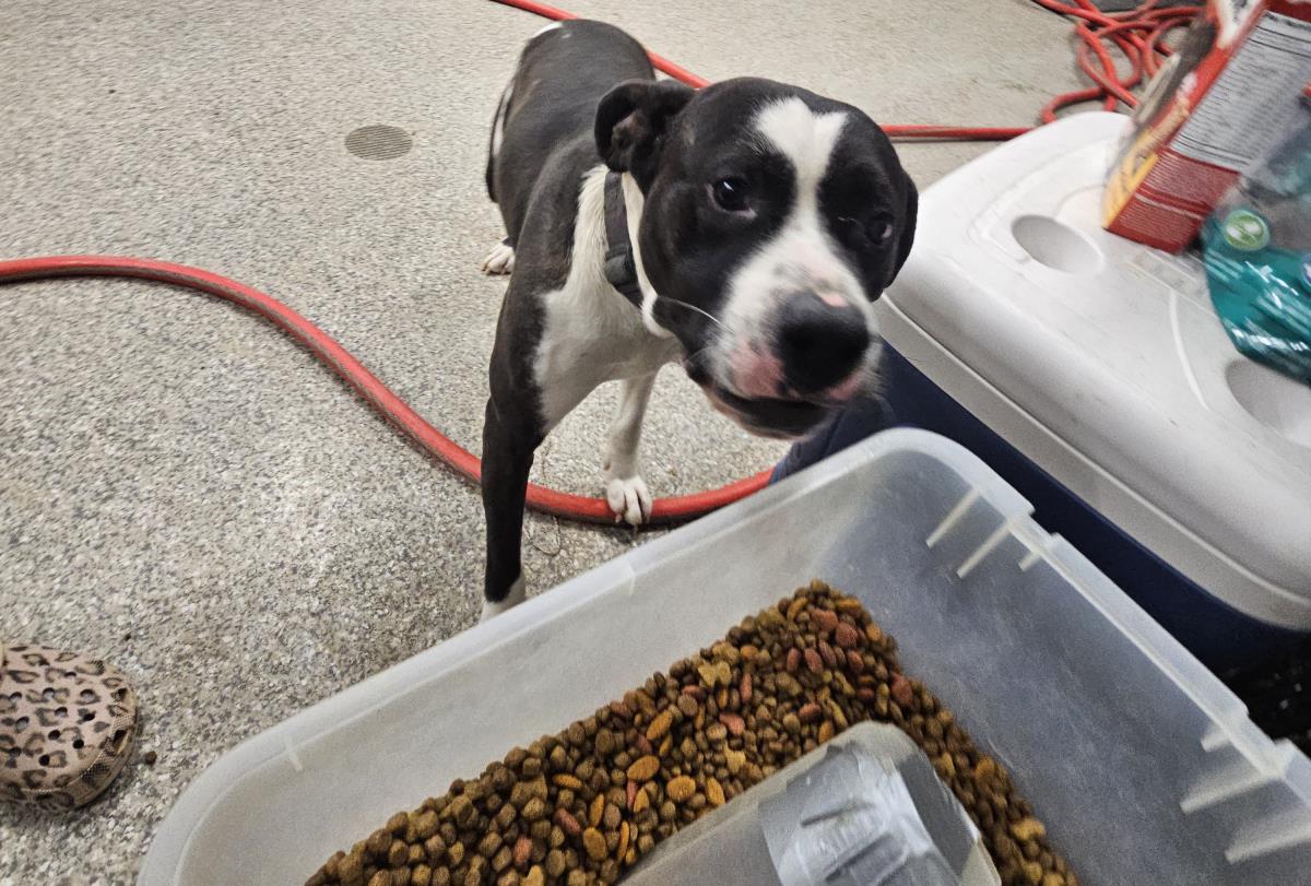 Hank #A26-10033: Male Dog