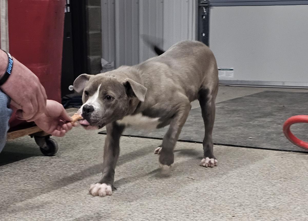 Jett #A26-10025: Male Dog