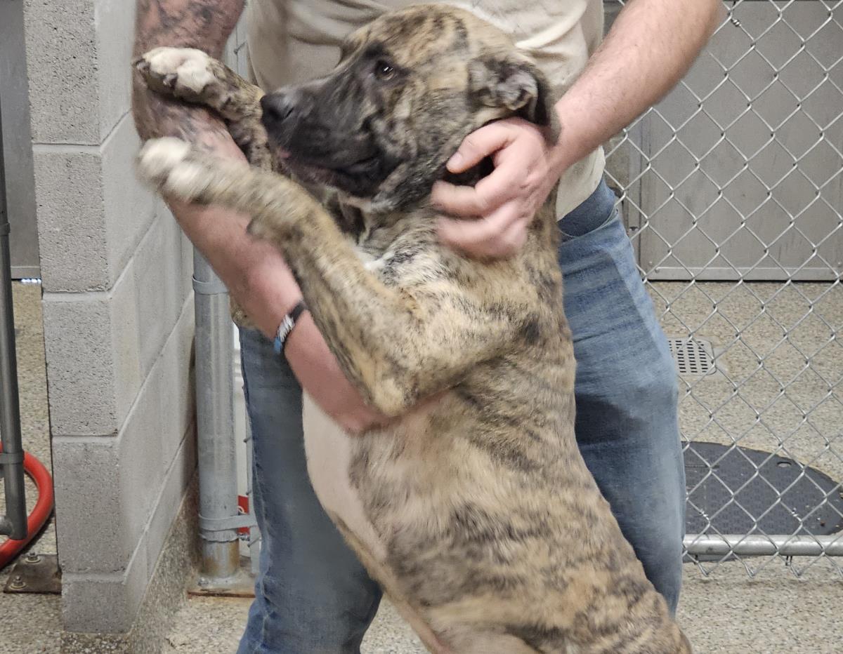 Marble #D26-13653: Male Dog