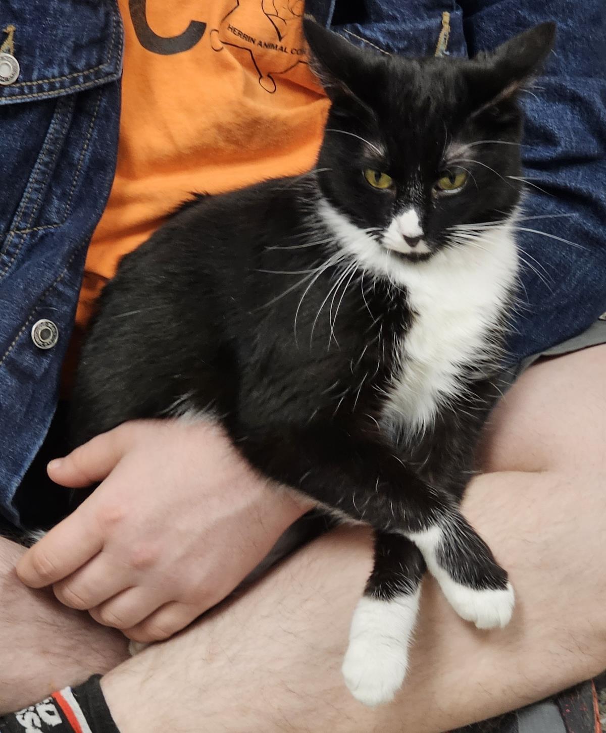 Rose #C26-13660: Cat