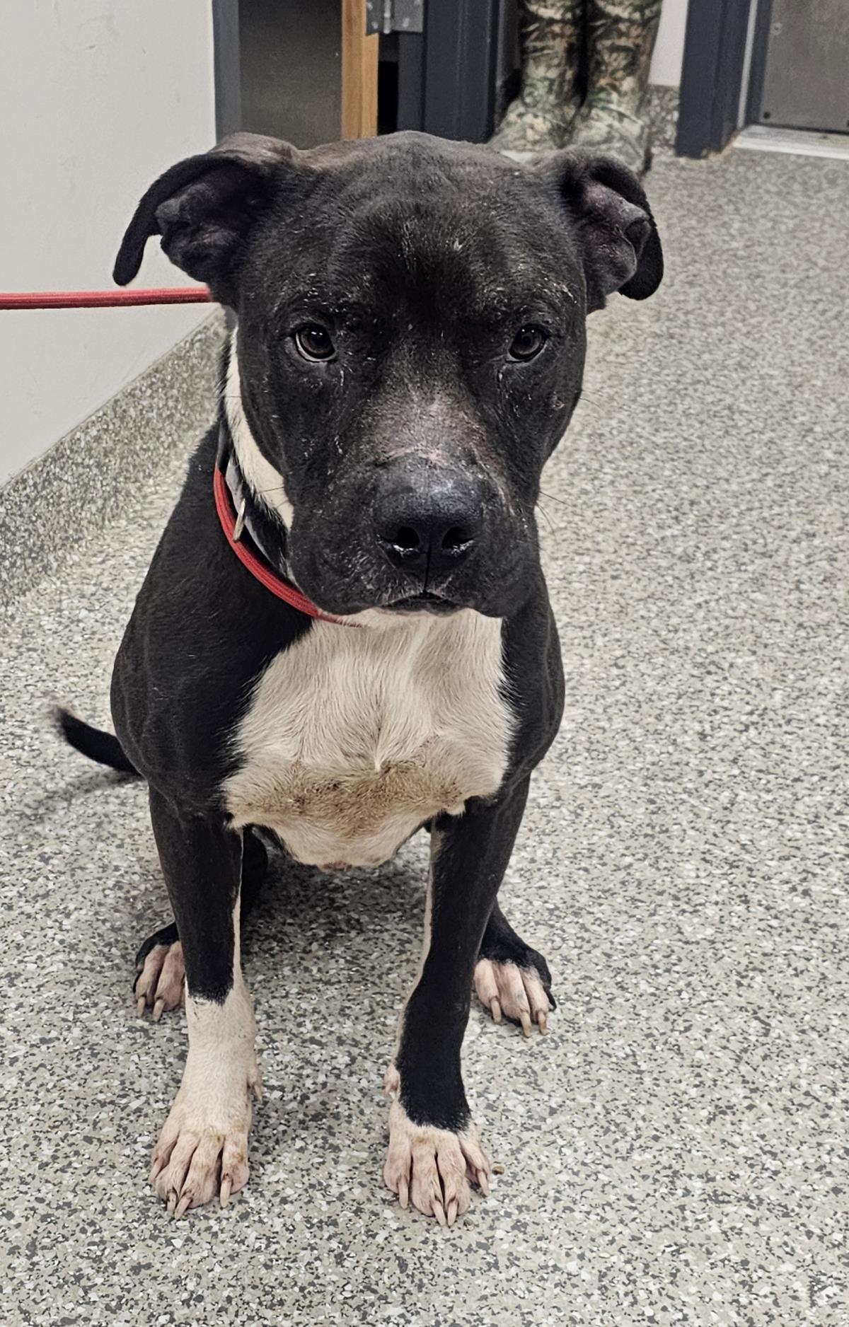 Ernie #A26-10040: Dog