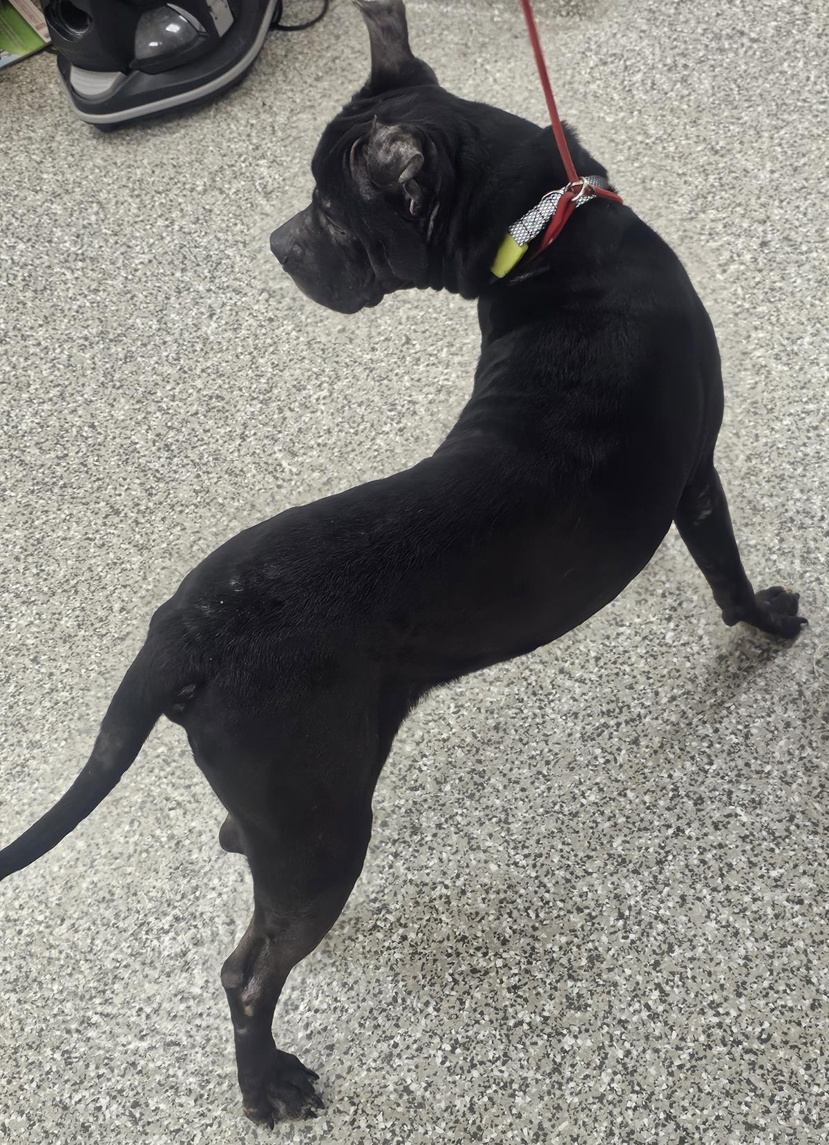 Bert #A26-10039: Male Dog