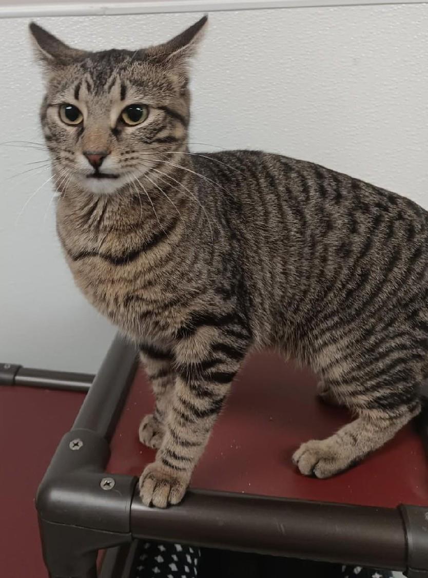 Magpie #A26-10041: Female Cat