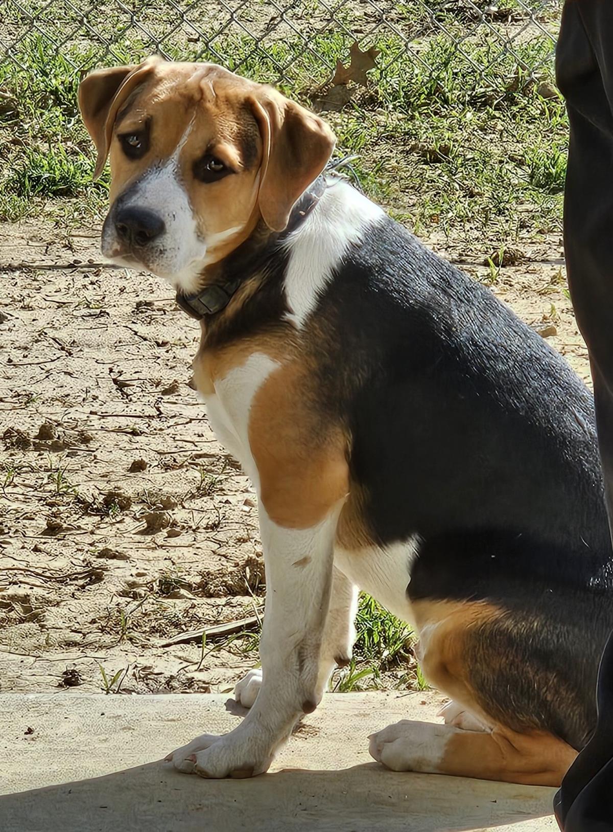 Puppiccino (Pupcup) #A26-10042: Male Dog