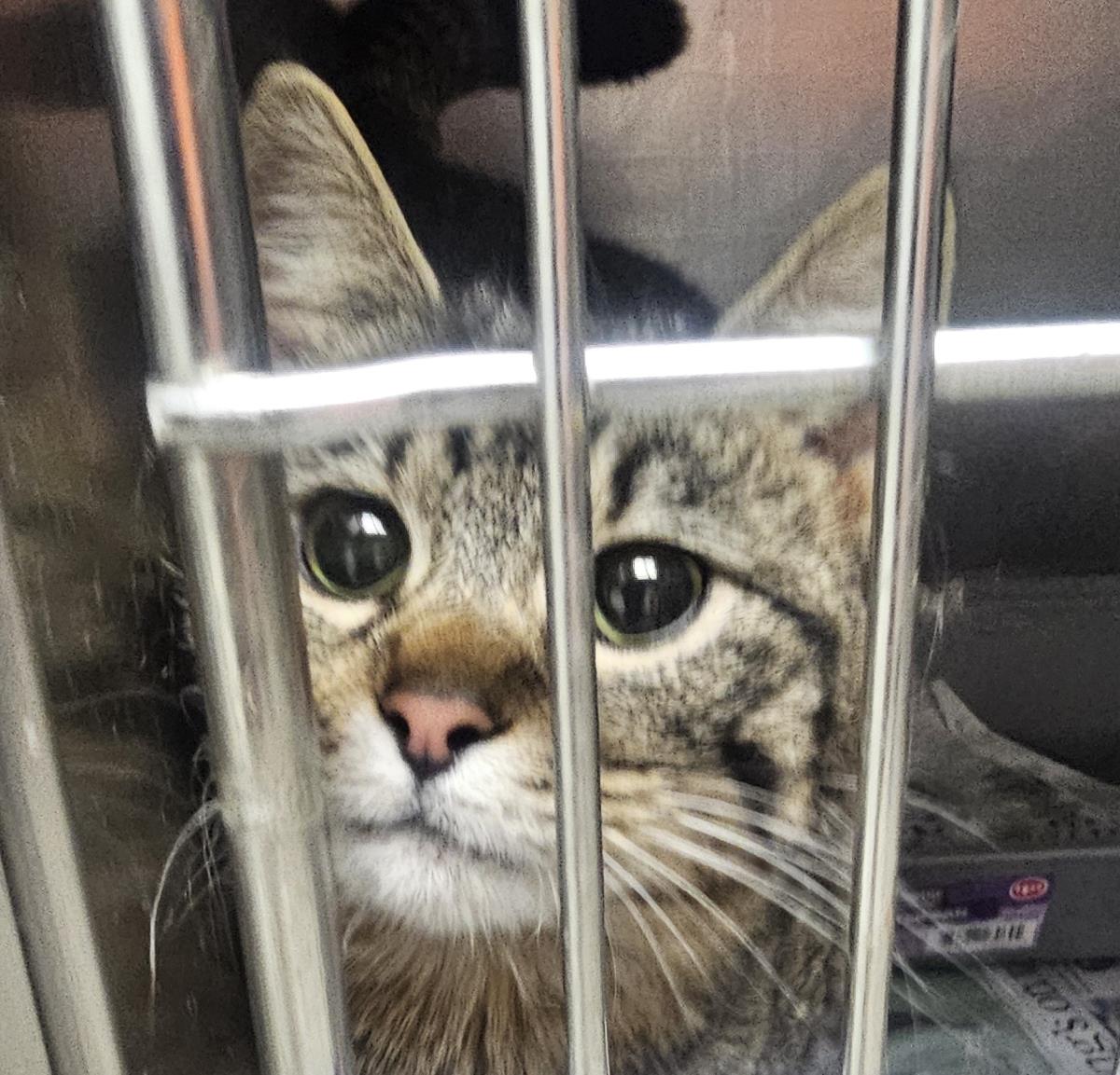 Lacy #A26-10043: Female Cat