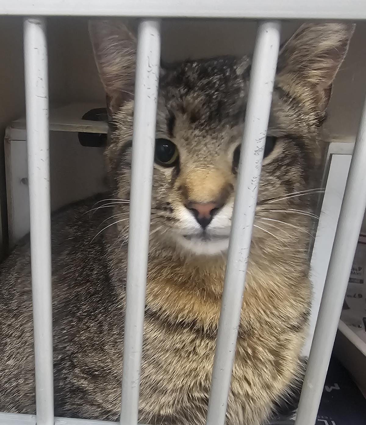 Gucci #C-26-13705: Female Cat