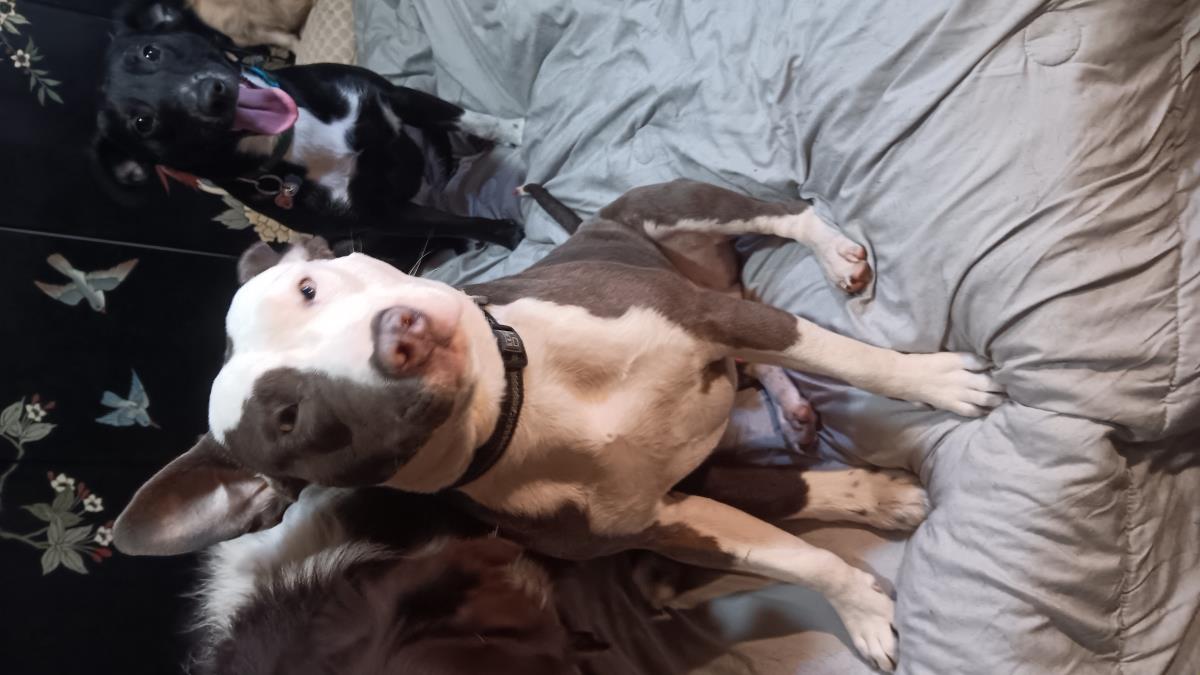 Bo Bo #D25-13554: Dog