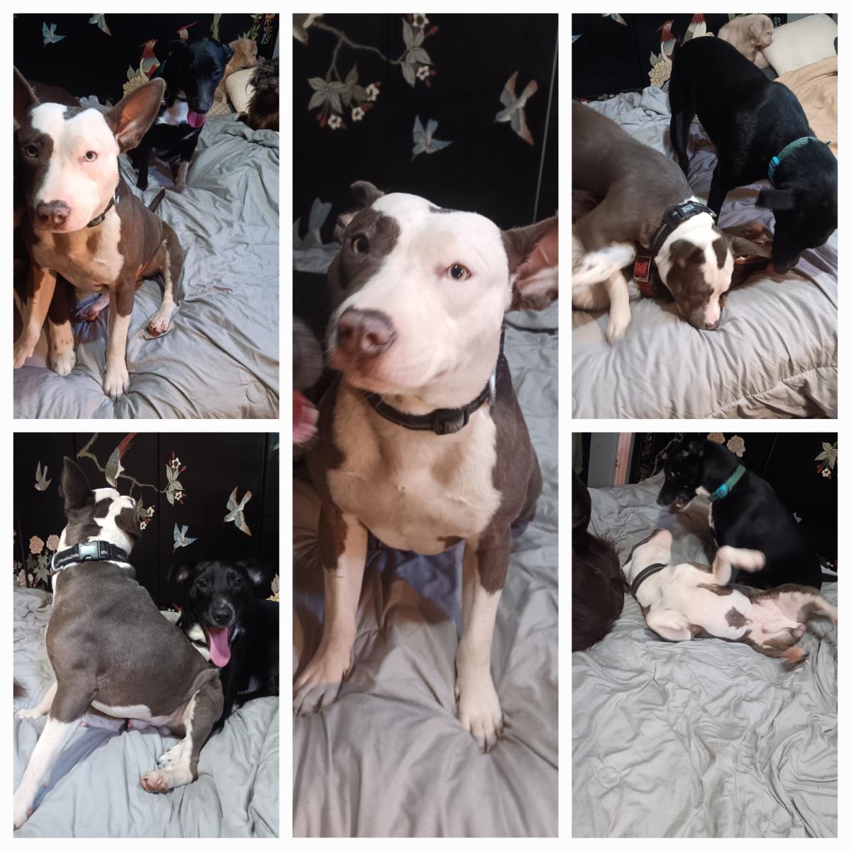 Bo Bo #D25-13554: Dog