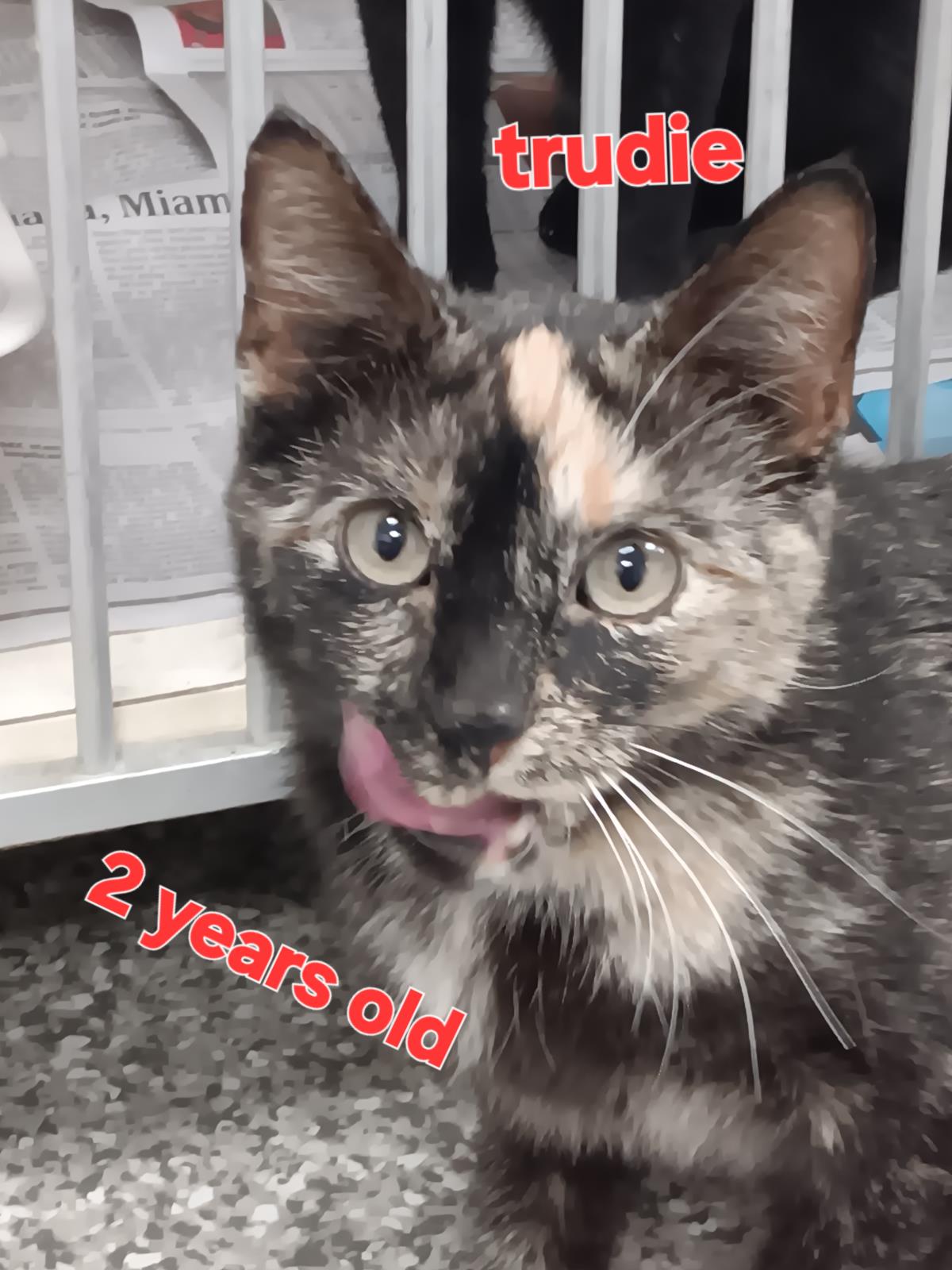 Trudie #C26-13673: Female Cat