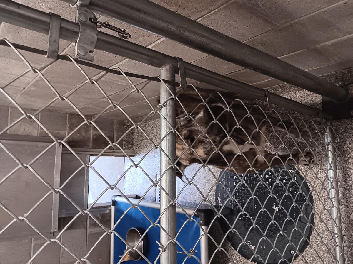 Marble #D26-13653: Male Dog