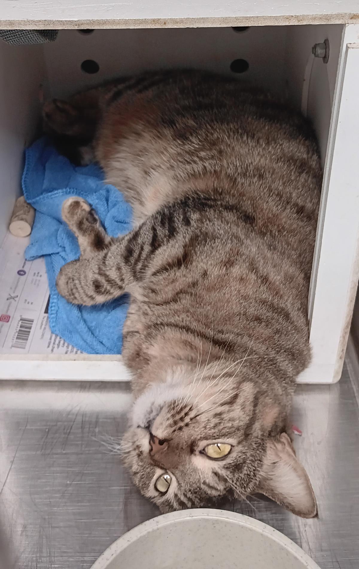 Randi #C26-13659: Female Cat