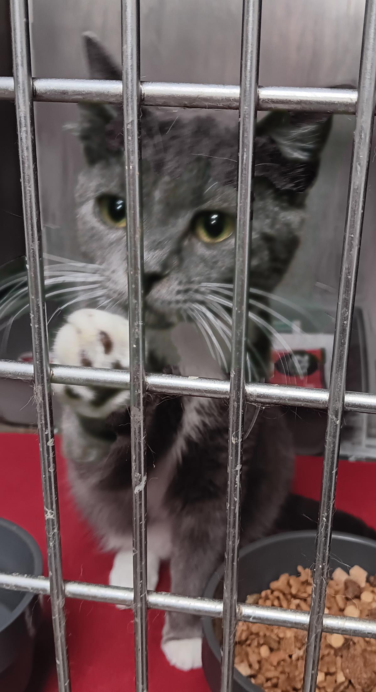 Cocoon #C26-13664: Female Cat