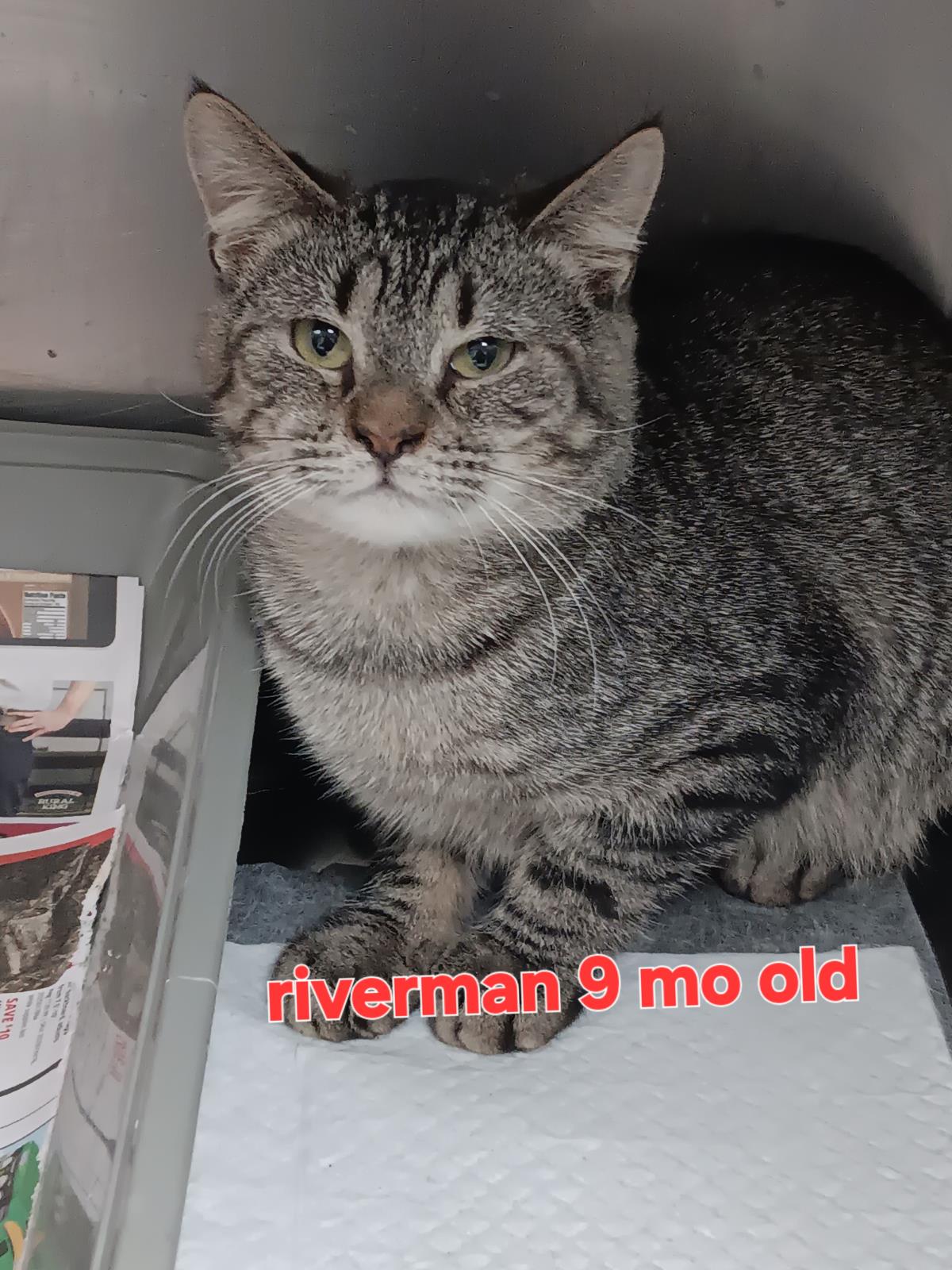 Riverman #C26-13656: Male Cat