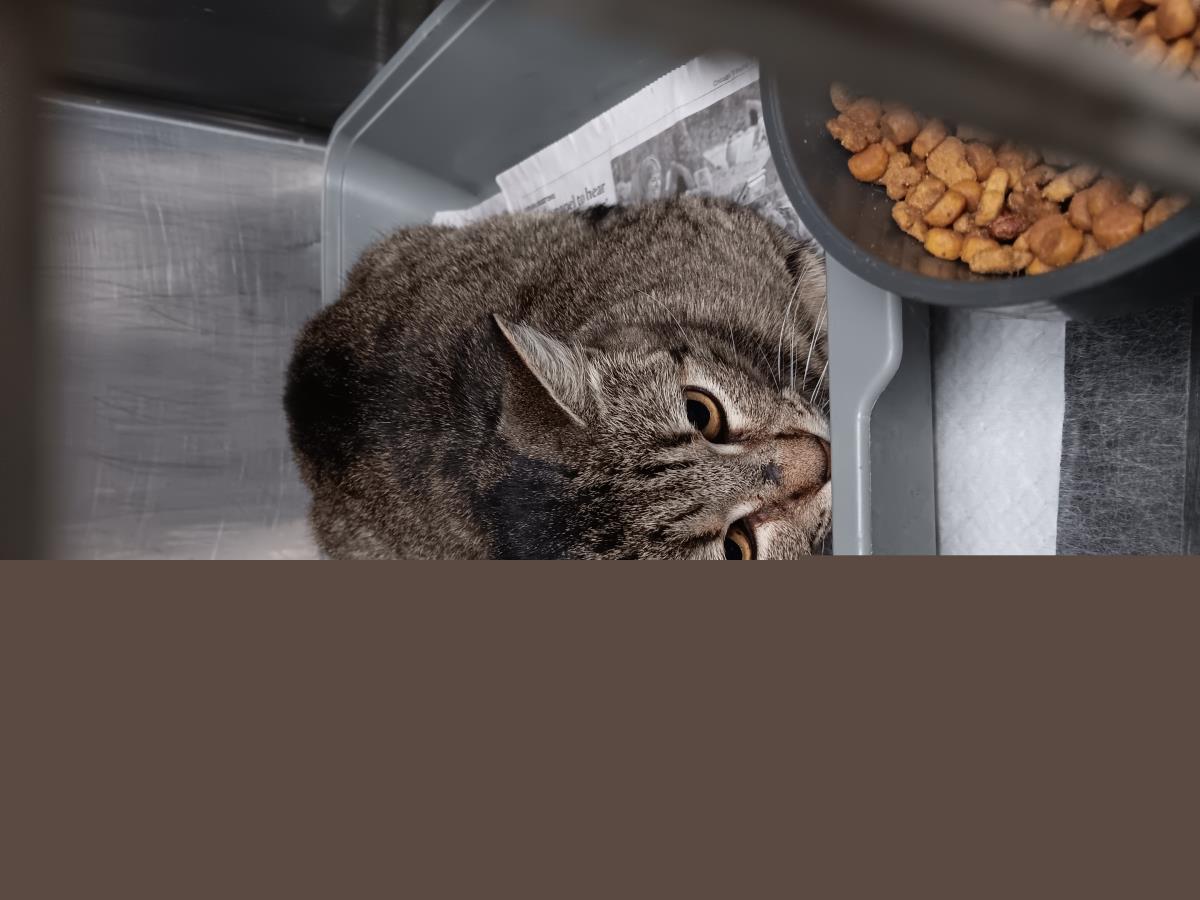 Dasiy #C25-13616: Female Cat