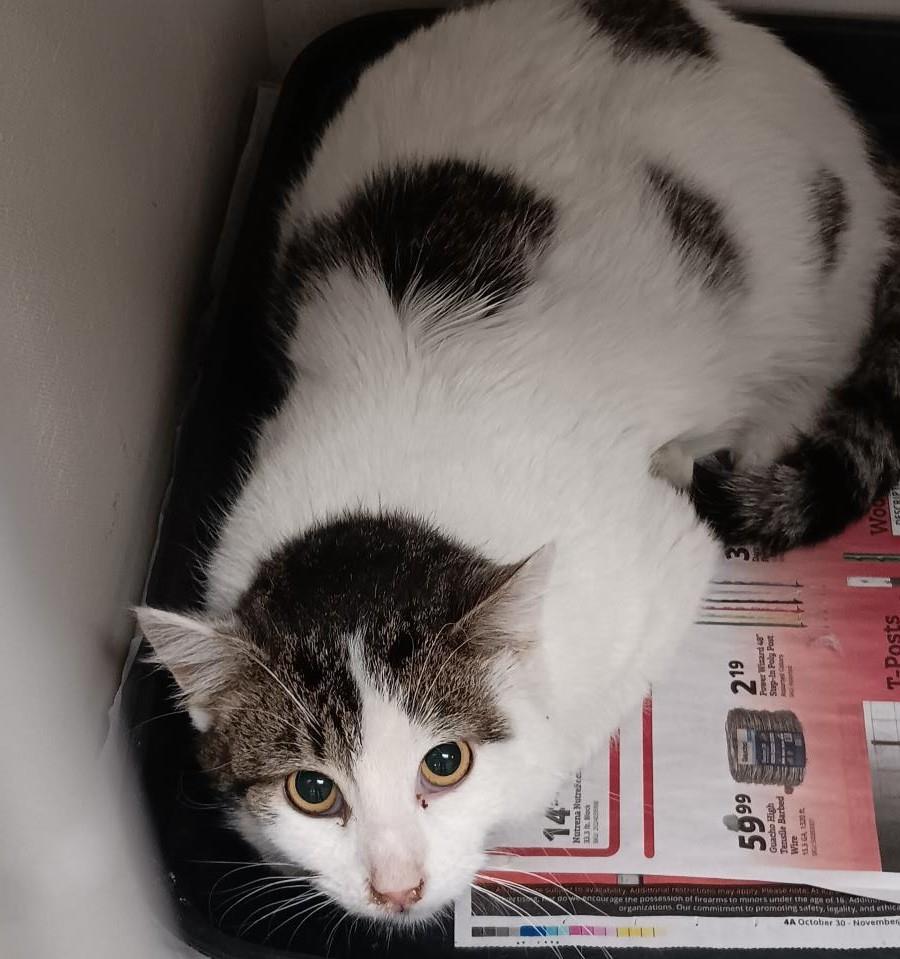 Hugo #C26-13657: Male Cat