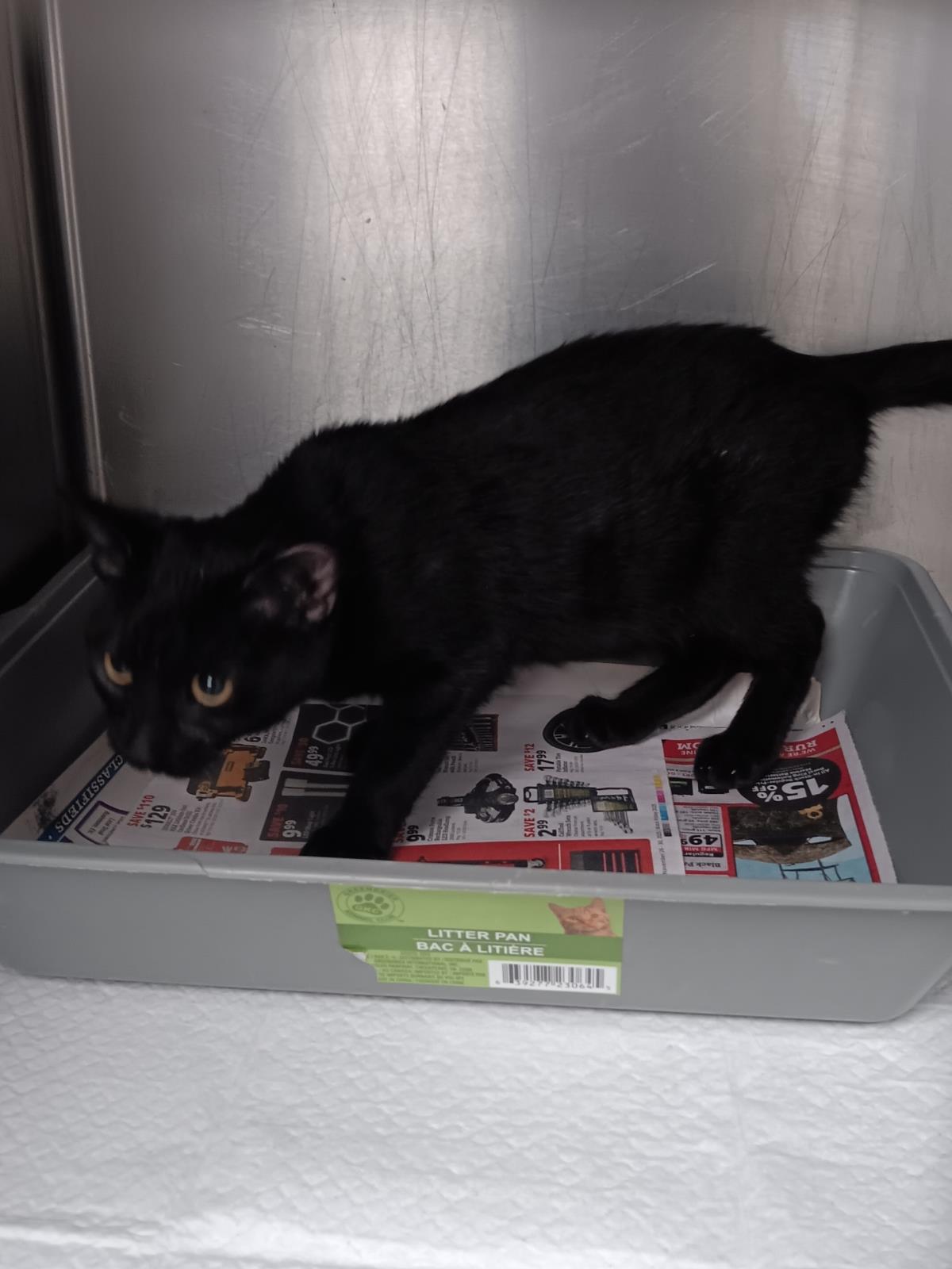 Carlin #A26-10030: Male Cat