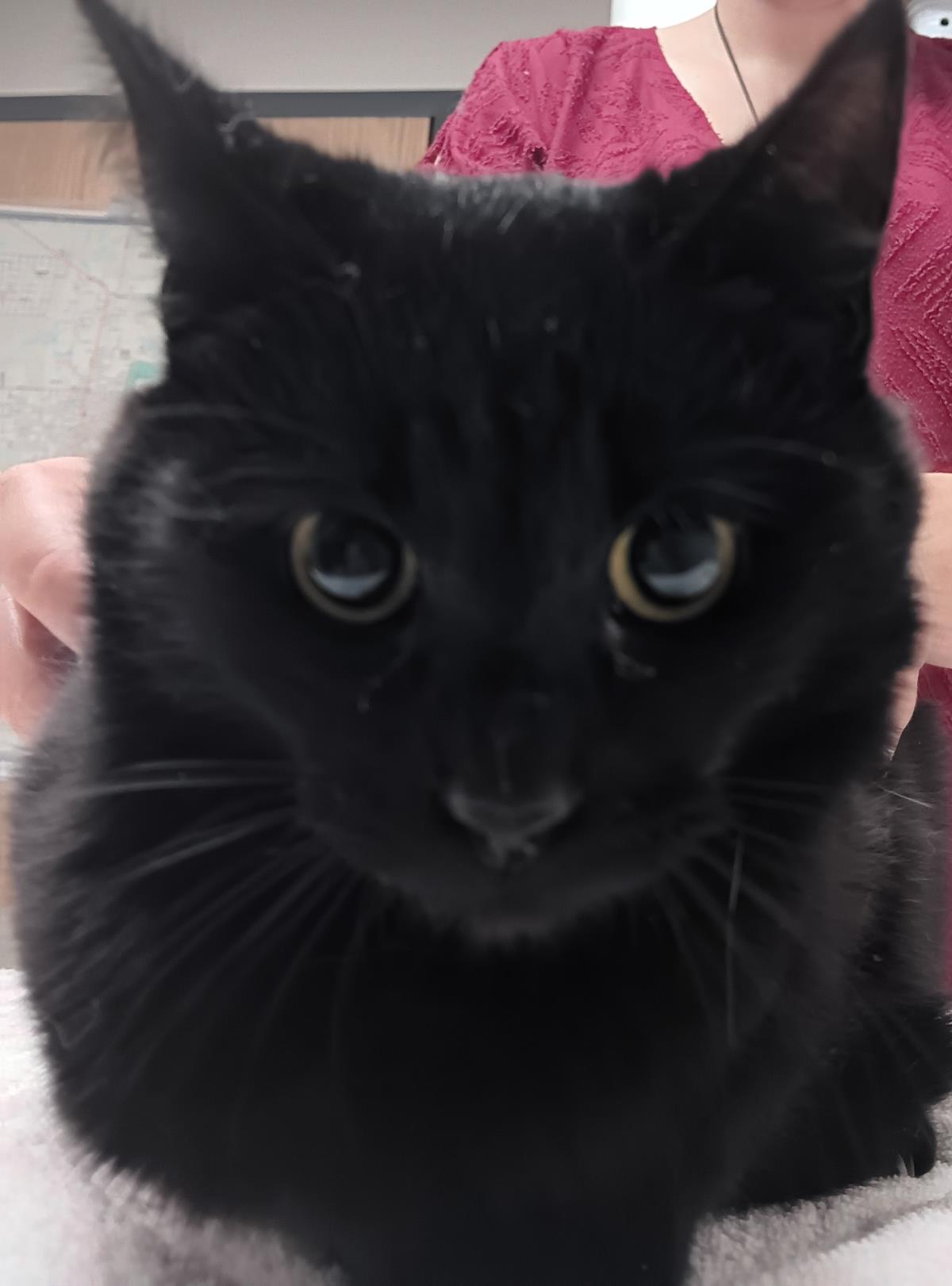 Elvira #C26-13704: Cat