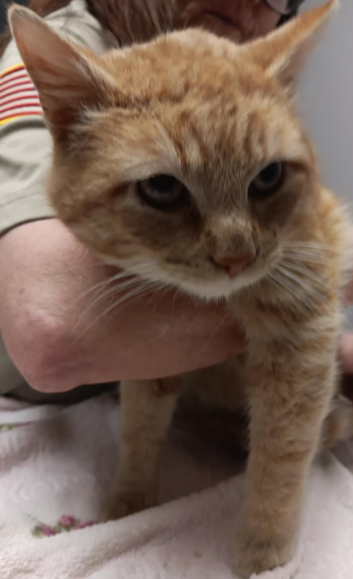 Leopold #A26-10045: Male Cat