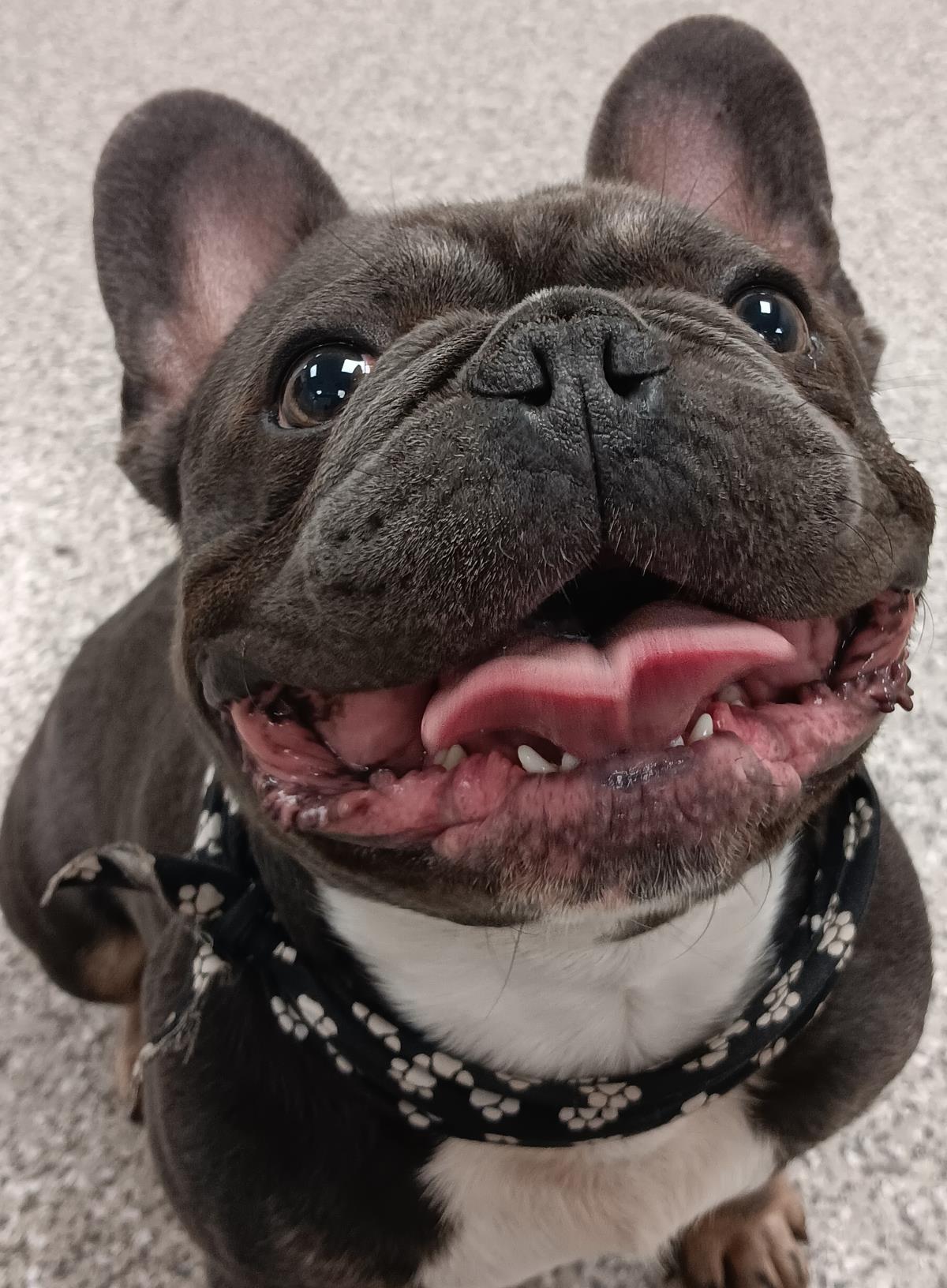 Bojangles #D26-13709: Male Dog