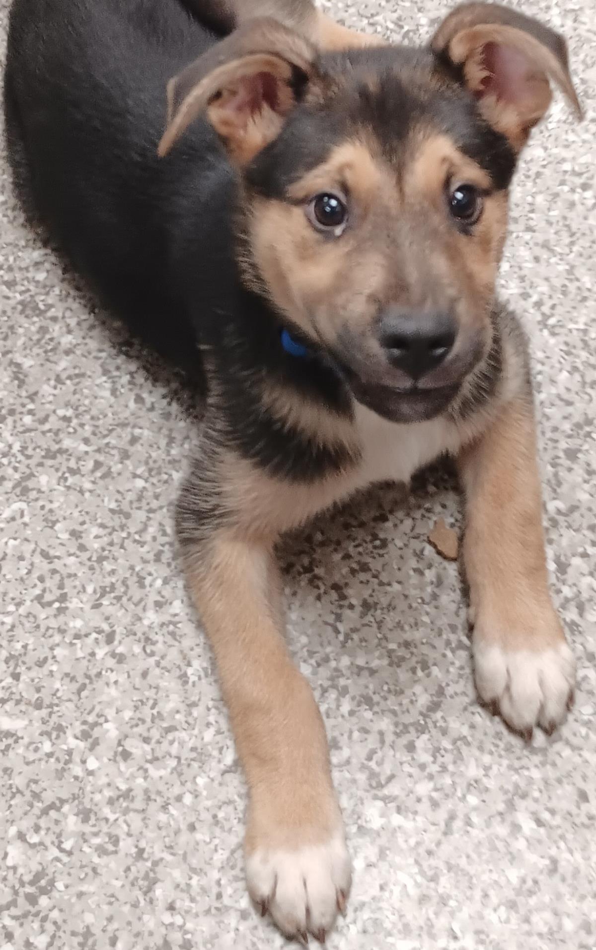 Major #13710: Male Dog