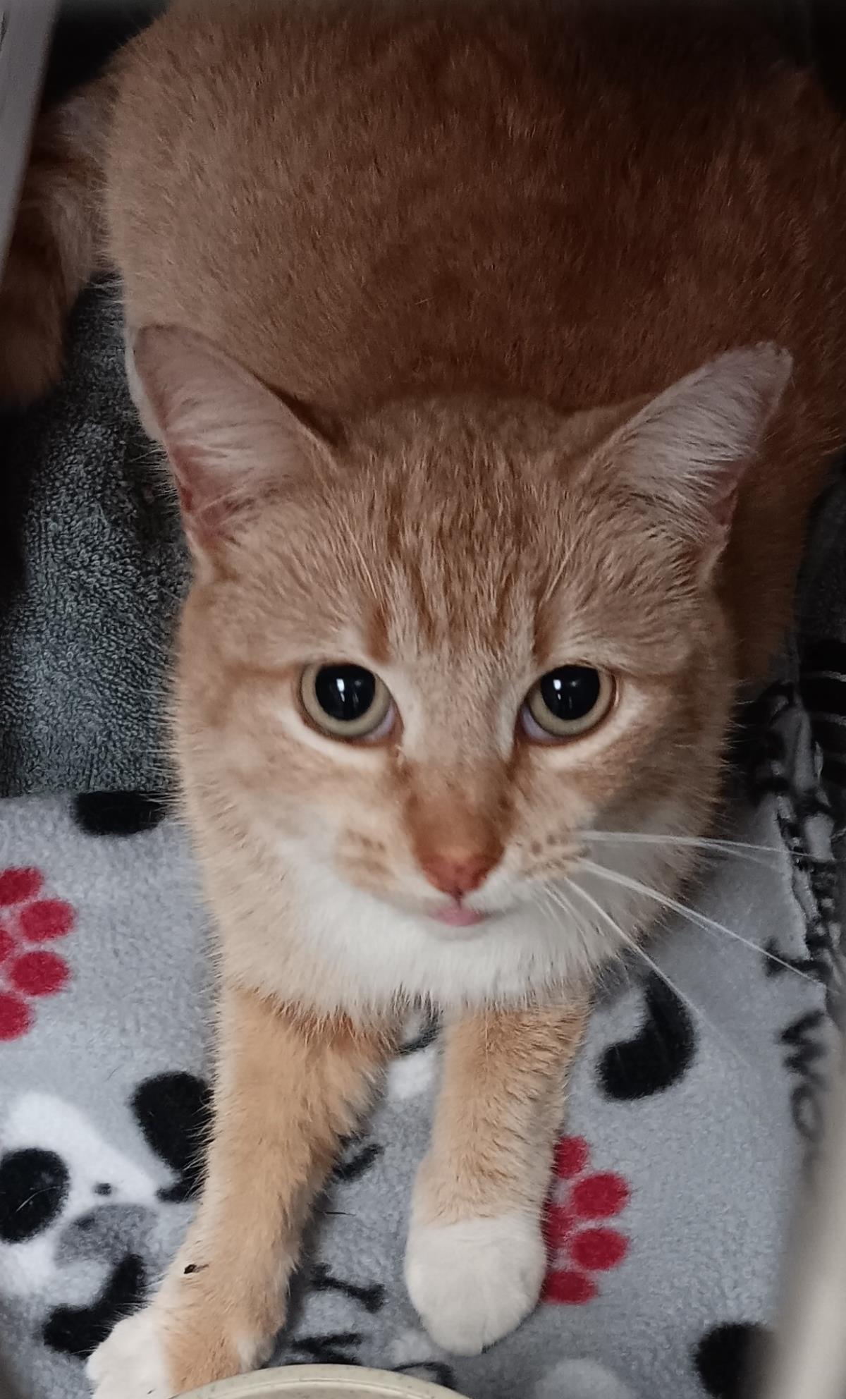 Charm #13711: Female Cat