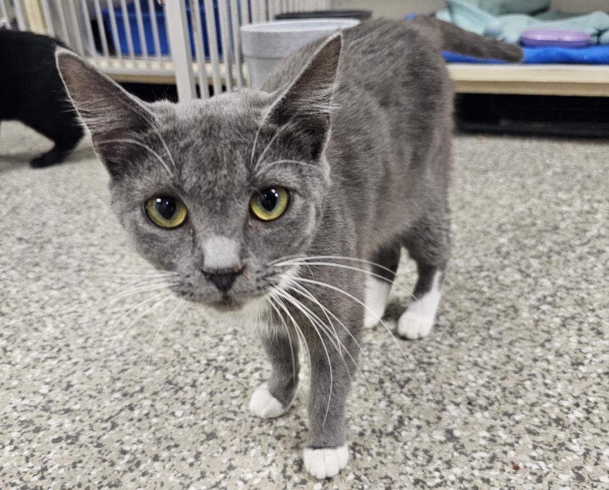 Cocoon #C26-13664: Female Cat