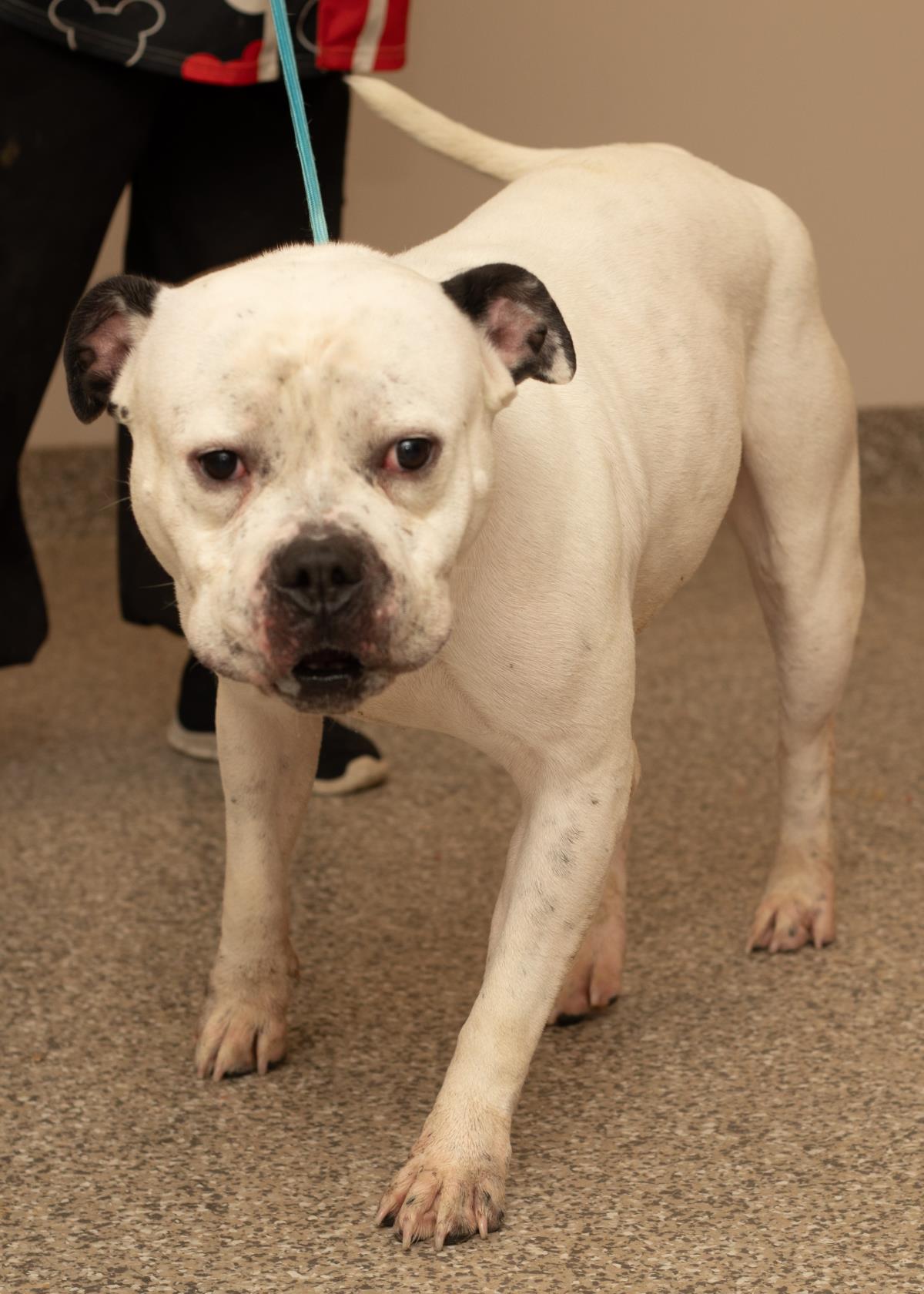 Elijah #D25-13628: Male Dog