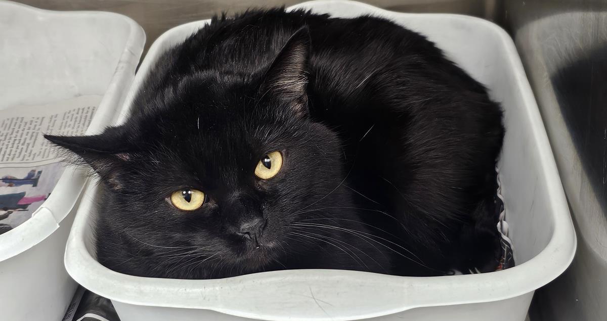 Ferdinand #A26-10029: Male Cat