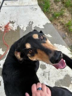 Buddy Boy #13716: Male Dog