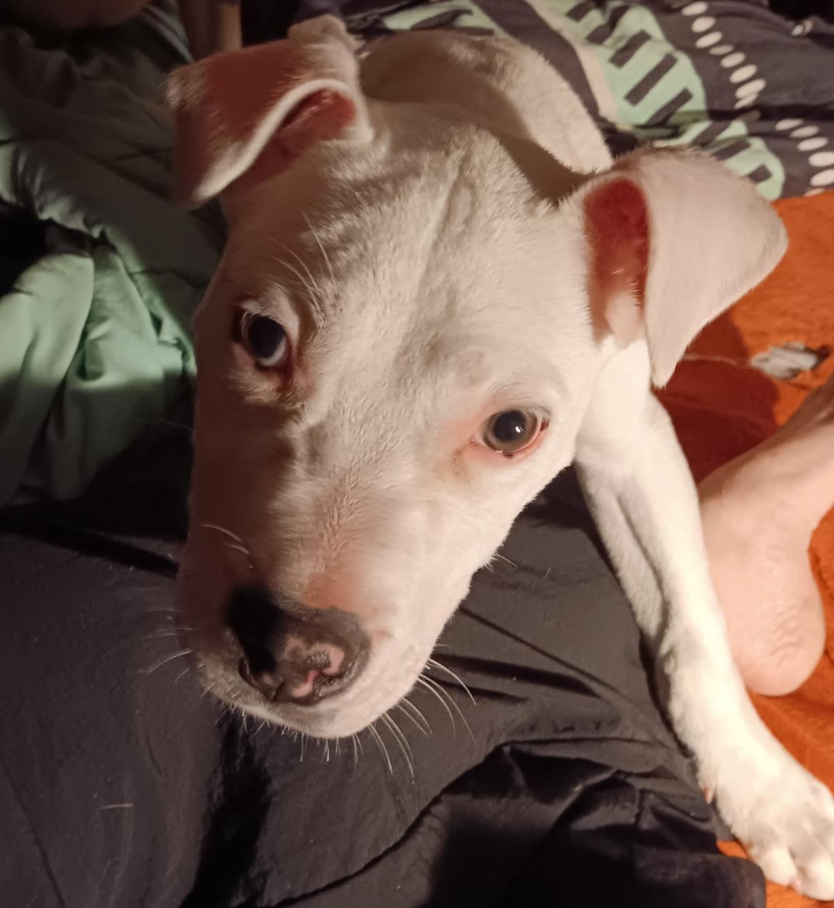 Bumble #13699: Male Dog