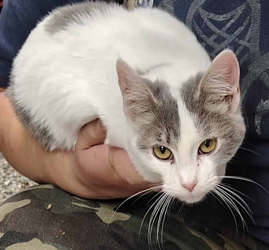 Dotty #A26-10046: Cat