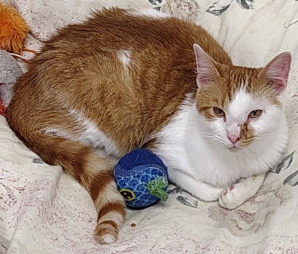 Jed #13721: Male Cat