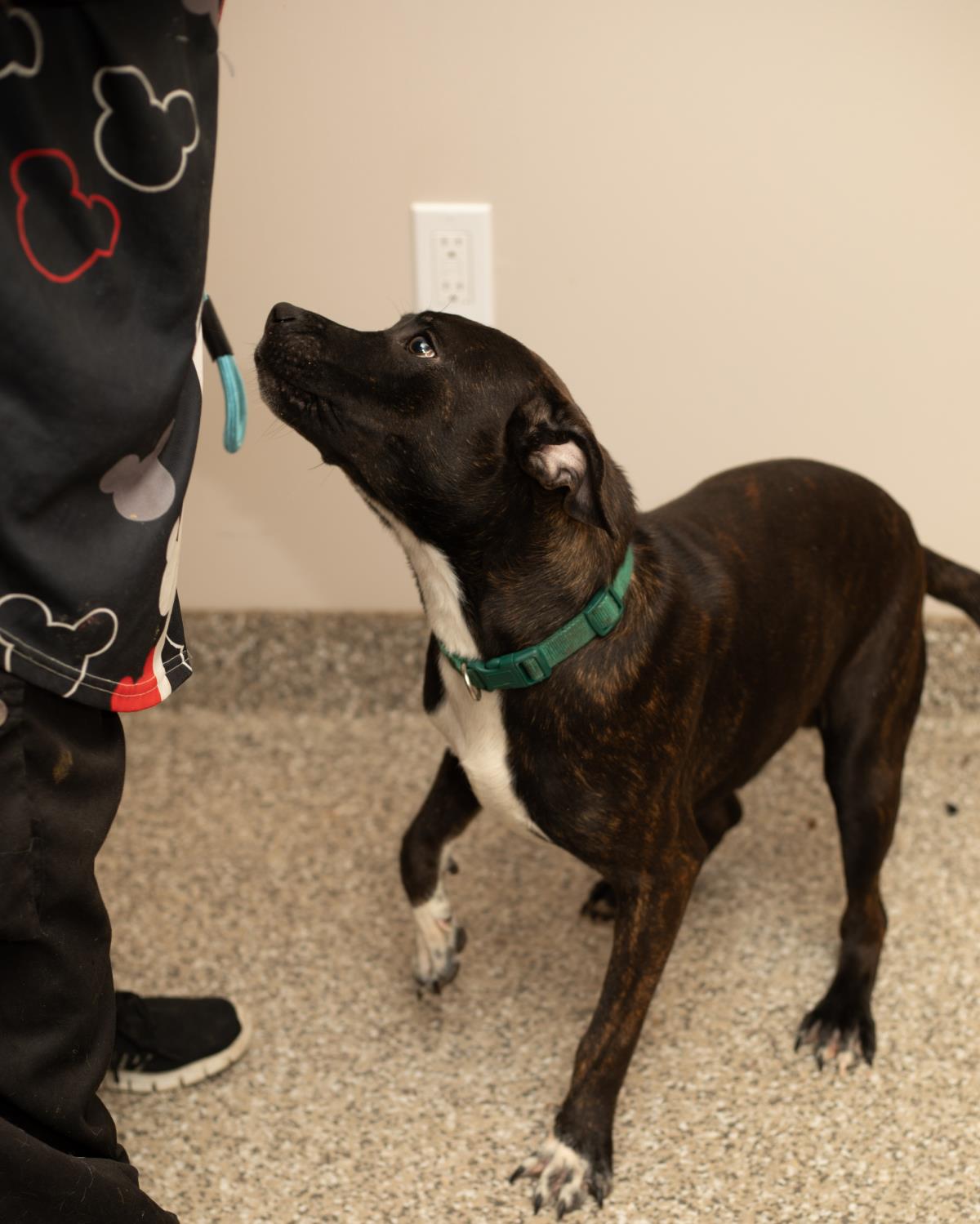 Tiny #D25-13609: Male Dog