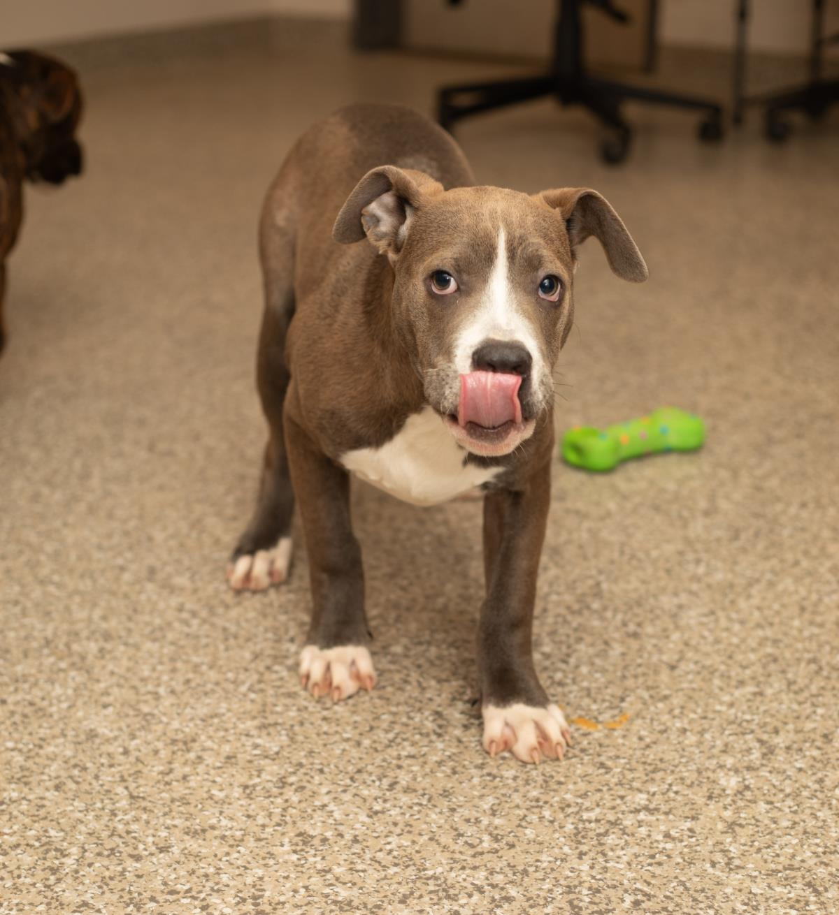 Jett #A26-10025: Male Dog