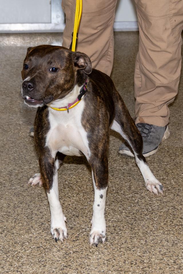 Roxie #D25-13562: Female Dog