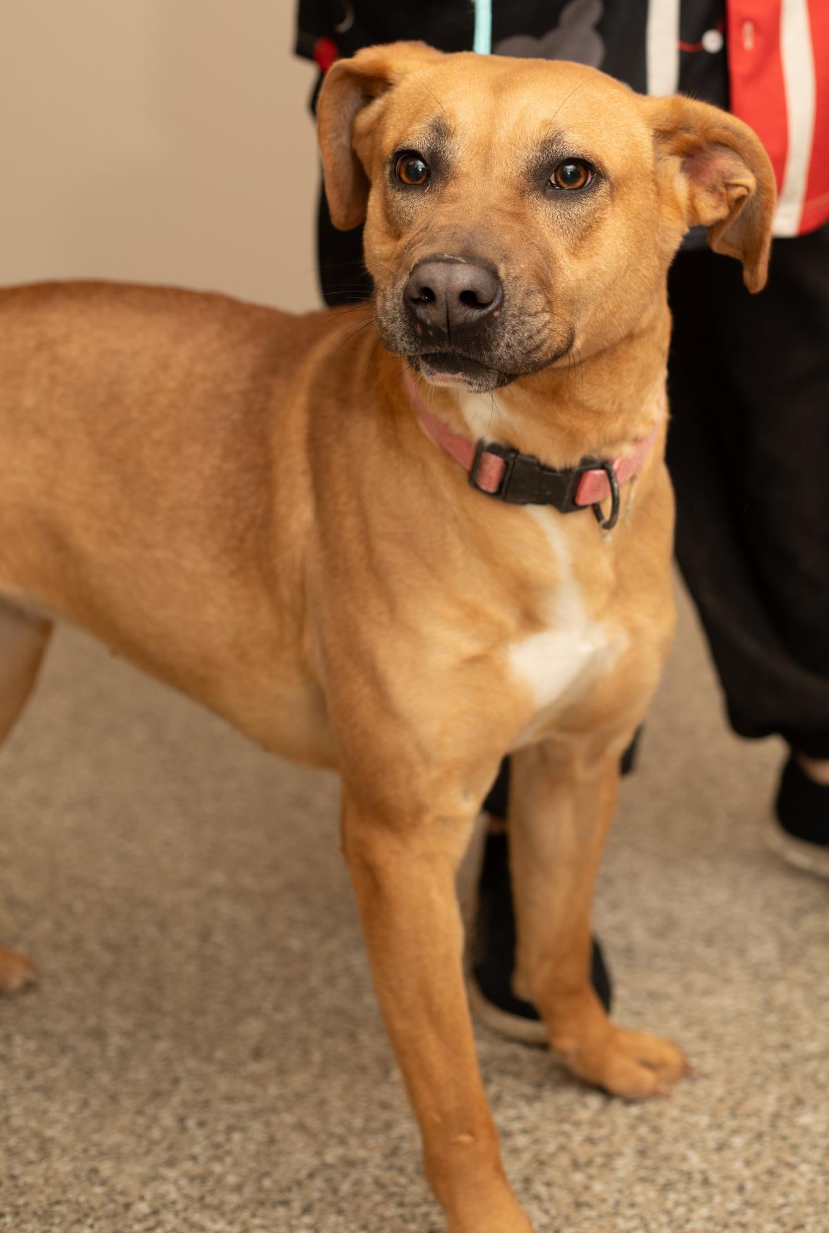 Scarlet #D25-13542: Female Dog