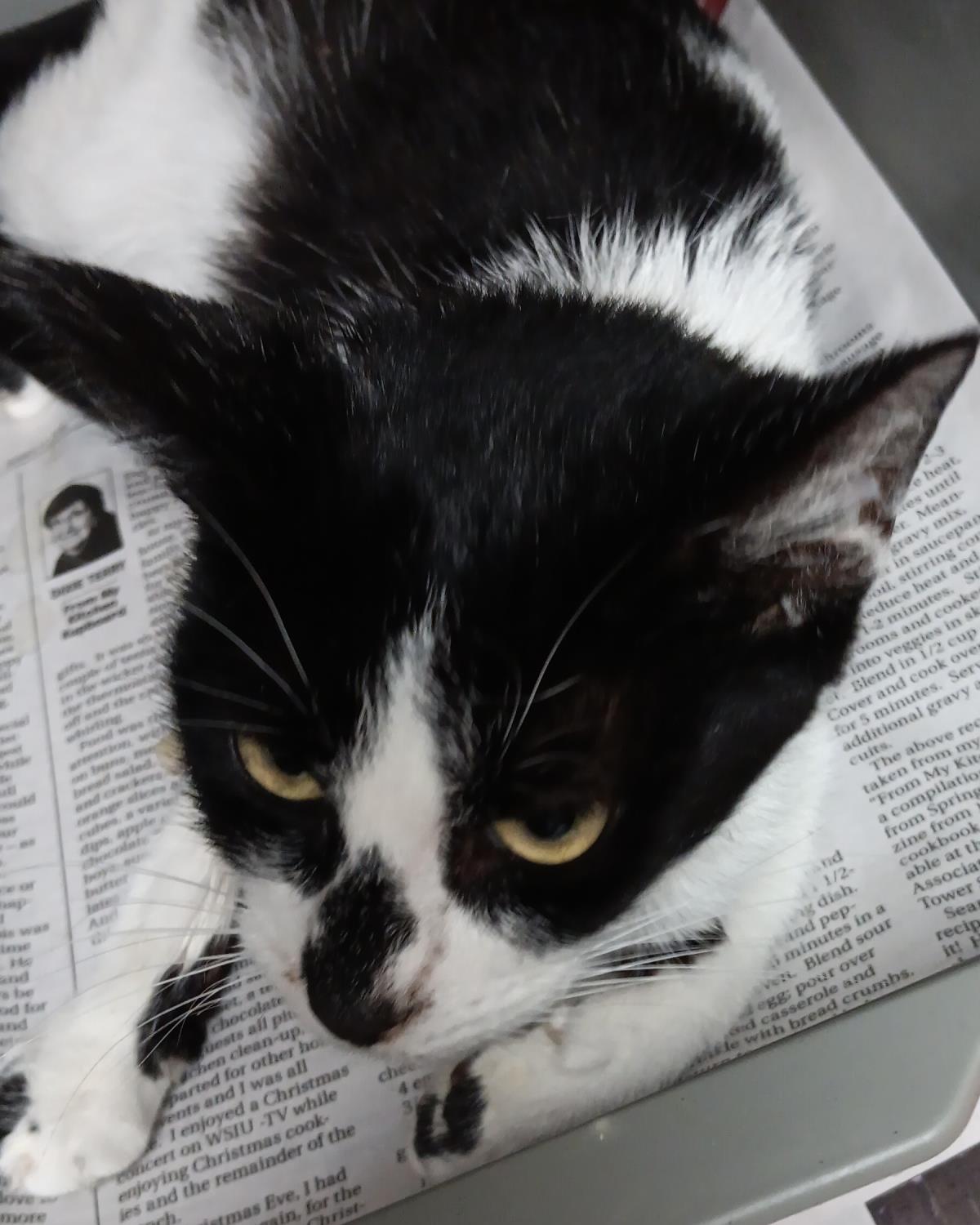 Opal #C26-13703: Female Cat